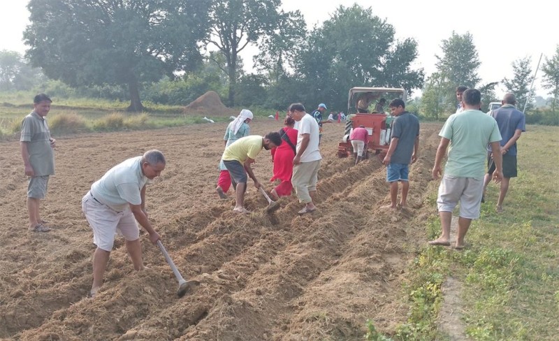 विप्लव नेकपाको सामूहिक खेती