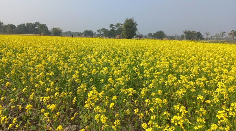 हल्दीबारीमा २५ सय बिघामा तोरी खेती